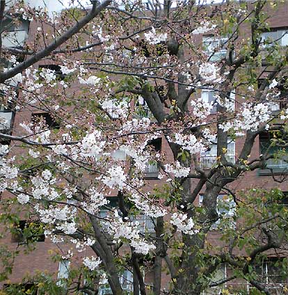 20090328b.jpg