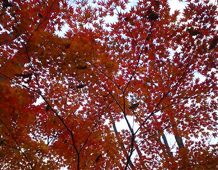 ranzan091128l.jpg