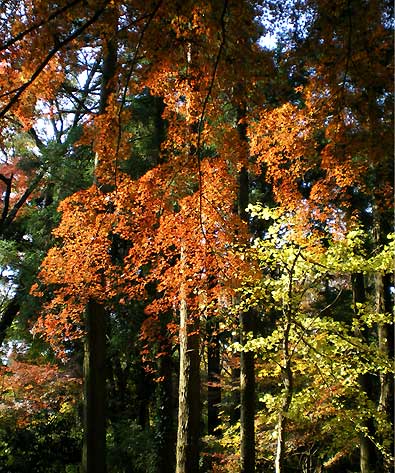 ranzan091129j.jpg