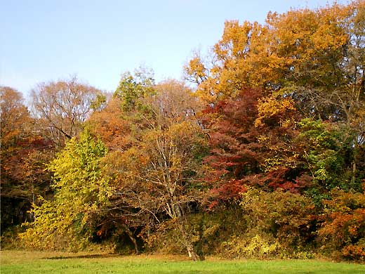 ranzan091129l.jpg