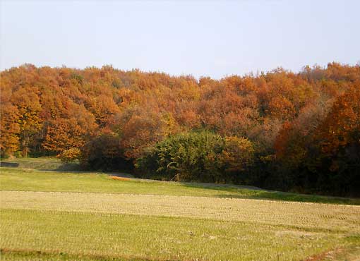 ranzan091129o.jpg