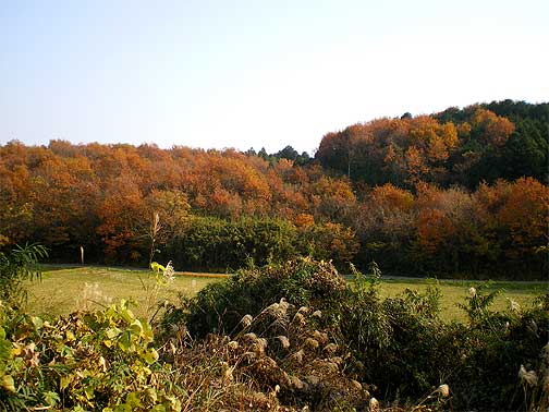 ranzan091129r.jpg