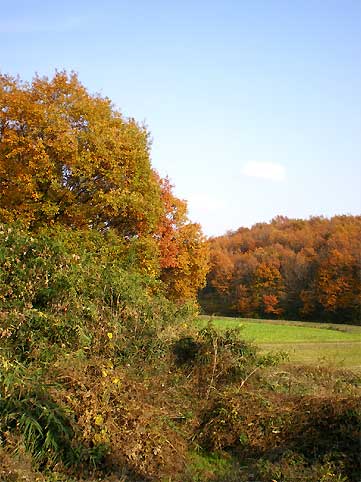 ranzan091129s.jpg