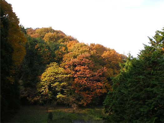 ranzan091129t.jpg