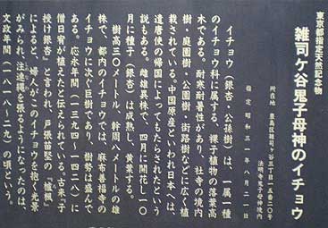 銀杏 看板
