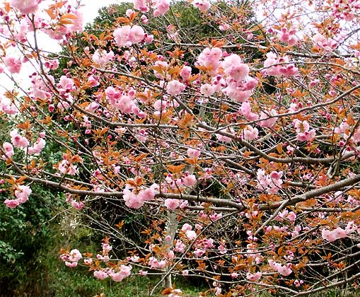 20110422d.jpg