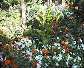 フェネラーリ庭園で咲き乱れる花々