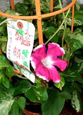 入谷朝顔市4.jpg