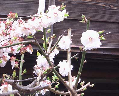 桜の花