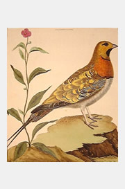 botanical06.jpg
