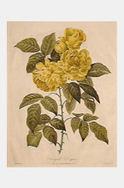 botanical09.jpg