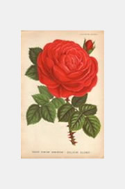 botanical10.jpg