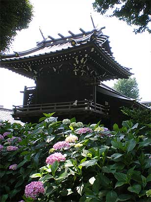 bunkyoajisai10.jpg