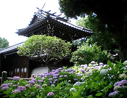 bunkyoajisai12.jpg