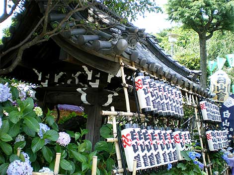 bunkyoajisai2.jpg