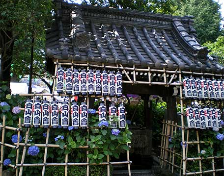 bunkyoajisai4.jpg