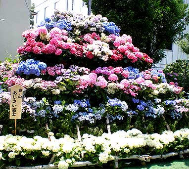 bunkyoajisai5.jpg