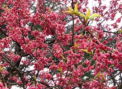 神宮外苑 寒緋桜(かんひさくら)