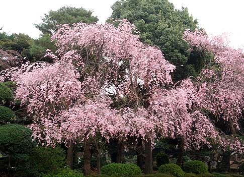 神宮外苑