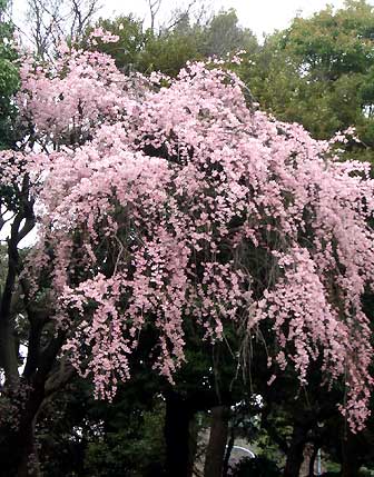 神宮外苑