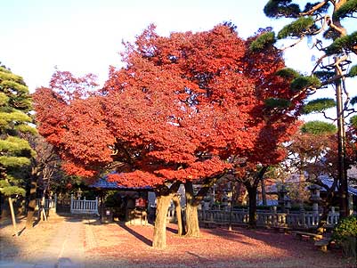 見事な紅葉