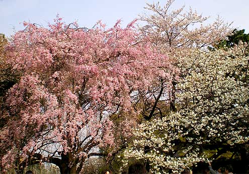 gyoen20080405b.jpg