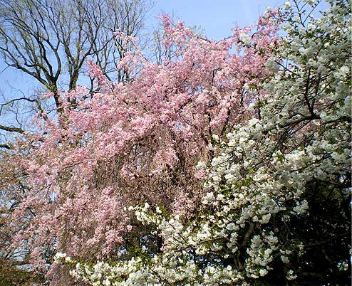 gyoen20080405c.jpg
