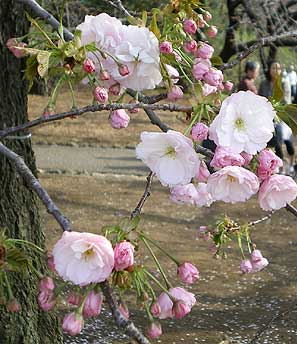 gyoen20080405d.jpg