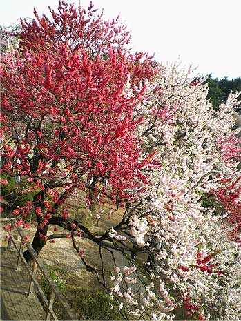 gyoen20080405e.jpg