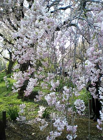 gyoen20080405g.jpg