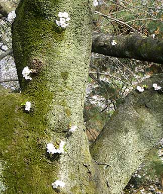 gyoen20080405h.jpg