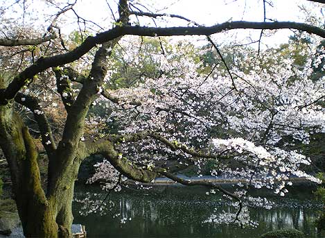 gyoen20080405i.jpg