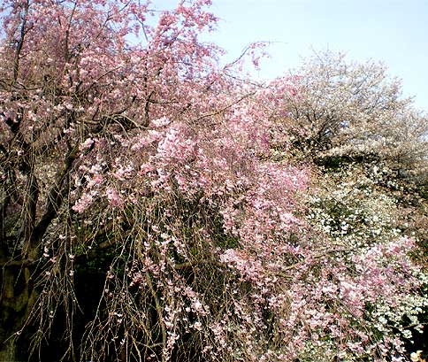 gyoen20080405j.jpg