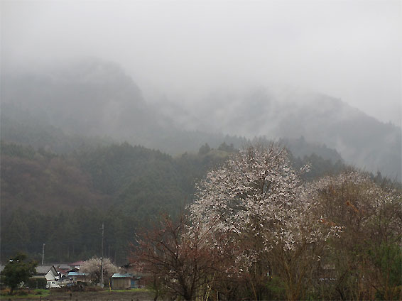 hanami20130330.jpg