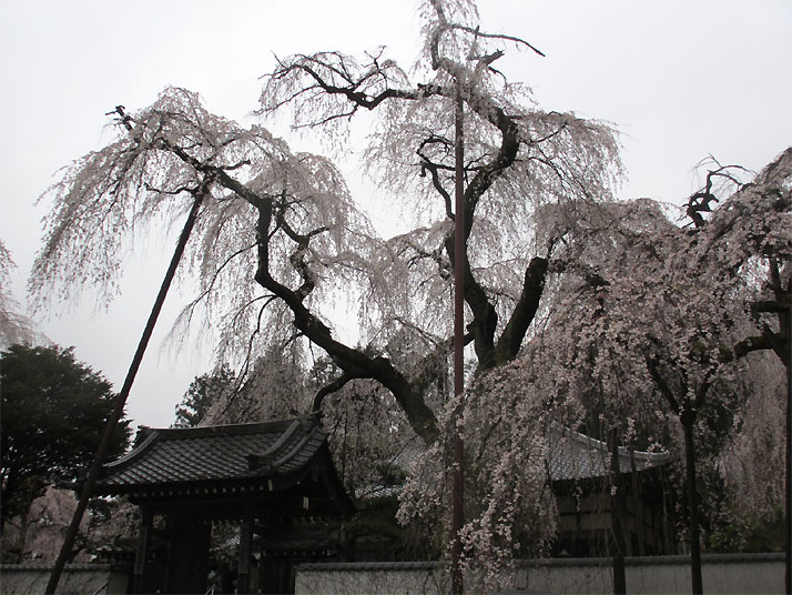 hanami20130330e.jpg