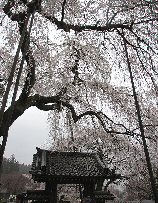 hanami20130330h.jpg