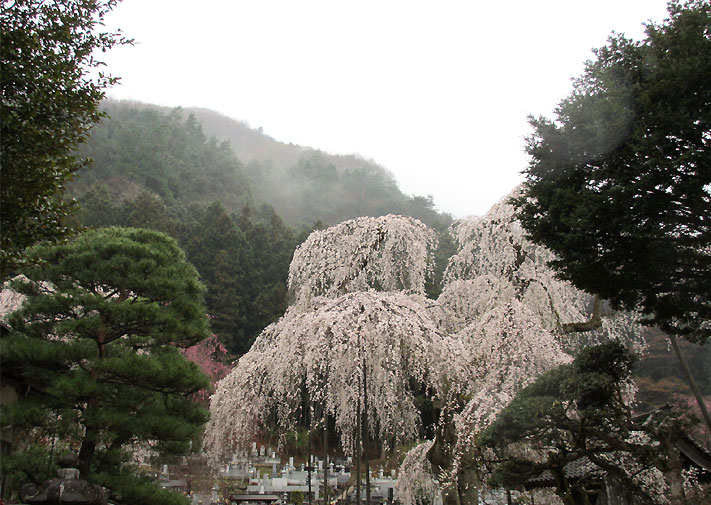 hanami20130330i.jpg
