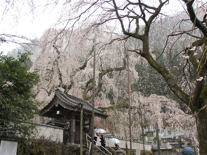 hanami20130330m.jpg