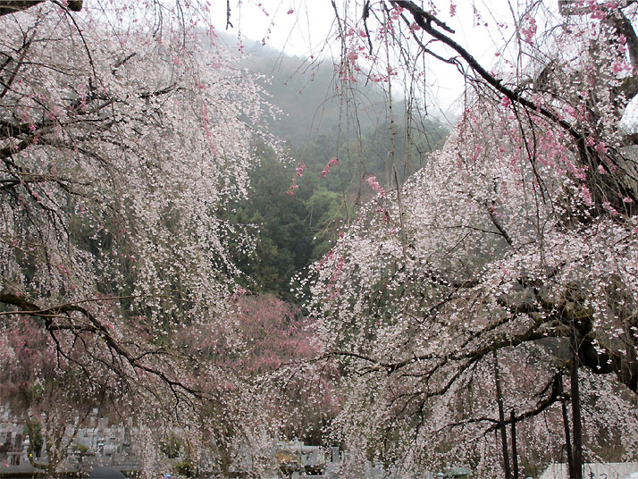 hanami20130330n.jpg
