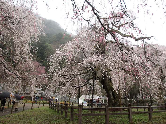 hanami20130330o.jpg