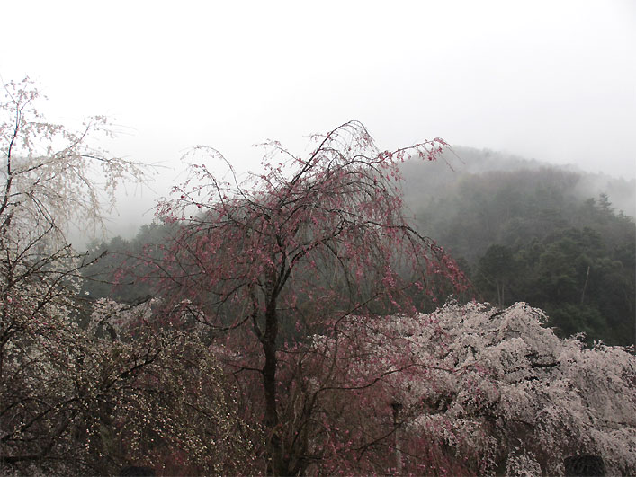hanami20130330w.jpg