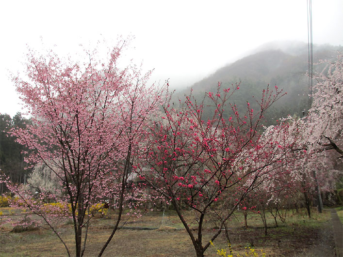 hanami20130330x.jpg
