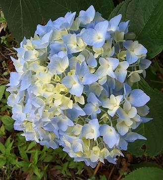 紫陽花