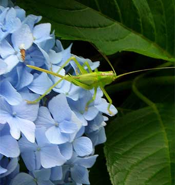 紫陽花とバッタ5