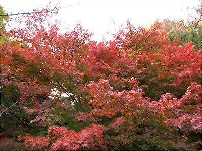 紅葉