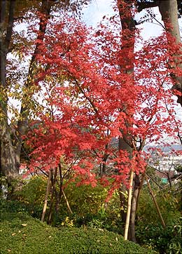長谷寺