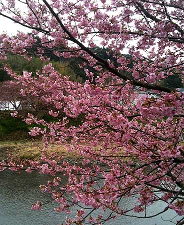 kawazusakura0214a.jpg