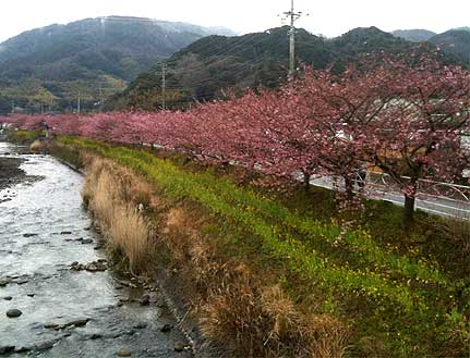 kawazusakura0214b.jpg
