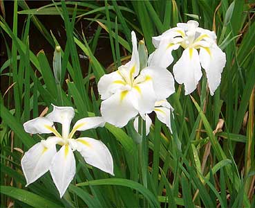 花菖蒲