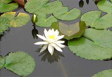 蓮の花